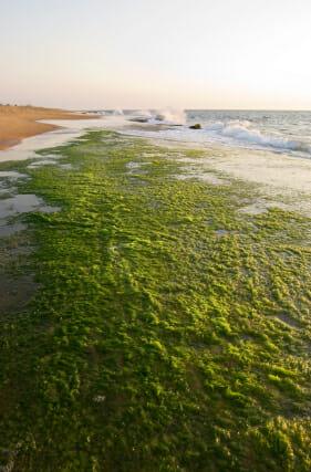 Alternative Energy Innovations:  Algae