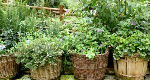 Herb Gardening Summer and Winter