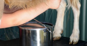 Fresh Milk on Tap: Goats for Home Milk Production
