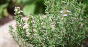 Medicinal Uses of Thyme