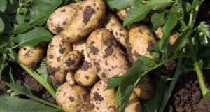 Curative Properties of the Potato