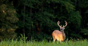 Food Plots for Fall and Winter Deer