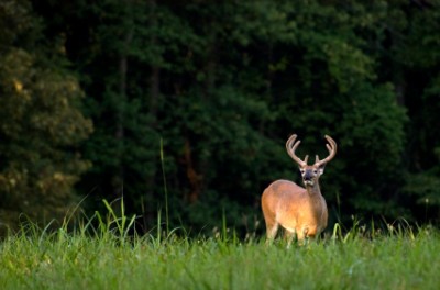 deer_green_field