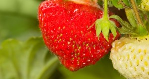 Planting And Caring For Strawberries