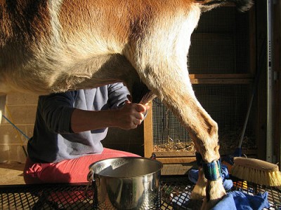 Goat Milking