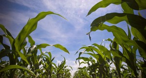The Great Big Corn Sugar Deception