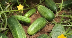 Cucumbers and Their Flashy Family