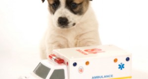 Preparing Your Pets for an Emergency