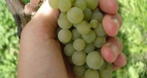 Growing Glorious Grapes, Part II: Pruning and Training