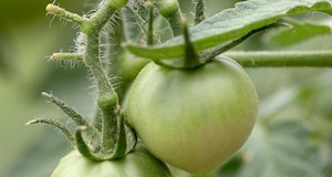 Green Tomato Treats