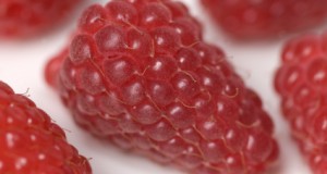 Growing Luscious Loganberries