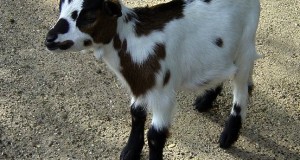Keeping Your Goats Happy and Healthy