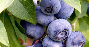 Growing Bountiful Blueberries