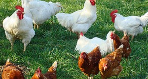 Common Chicken Diseases and Their Cures