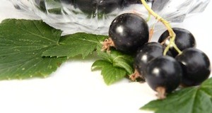 Growing Cold-Hardy Currants