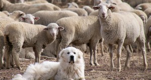 Family Dogs vs. Farm Dogs: What Breeds Make the Best Livestock Helpers