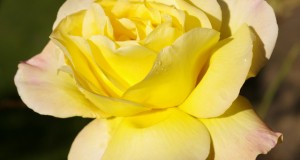 Care and Feeding of Organic Roses