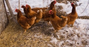 Don’t Give the Chickens the Season Off: Get Eggs in the Winter Using Heat and Light