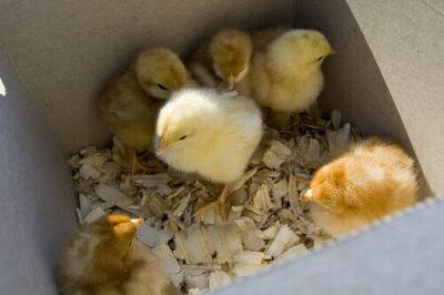 Chicks