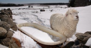 Keep Them Hydrated: Dealing with Livestock Water Sources in Cold Winter Climates