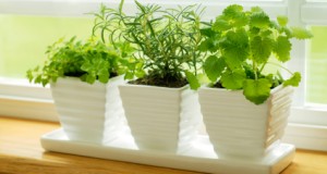 Gardening Indoors- Easy and Organic