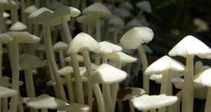 Edible Plants, Part 5: Allergic Reactions from Plants and Mushroom Identification