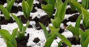 Winter Preparation for Spring Crops