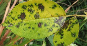 Treating Plant Diseases Naturally