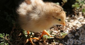 Preparing Your Chickens for Spring