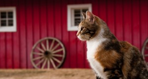 Keeping Your Barn Cats Healthy