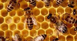 Study Reviews The Culprits Behind Dying Bees