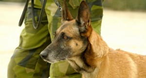 Can Combat Canines be Prepper-Trained?