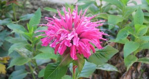 Many Uses for Bee Balm