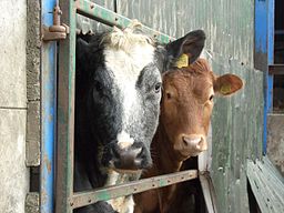FDA Enforces Ban on Some Antibiotics in Farm Animals After 34 Year Delay