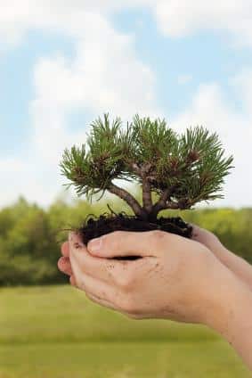 Learning about Trees: Roots, Trunks, Branches & Leaves