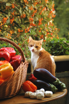 How To Keep Cats In and Out of the Garden