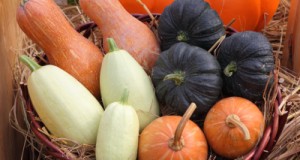 Heirloom Squash, Gourds, and Pumpkins