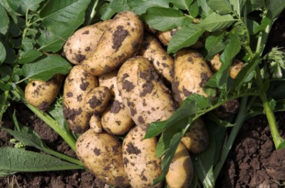 root of freshly dug 'Charlotte' potatoes on a pile of leaves & herbs