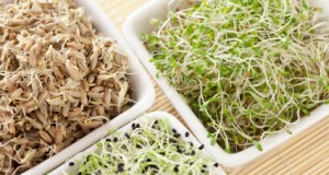 All About Sprouts