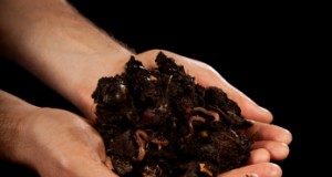 It’s Alive! The Truth Behind The Living Soil