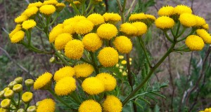 Tansy and Its Many Uses