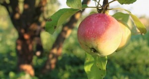 How To Build Your Backyard Orchard