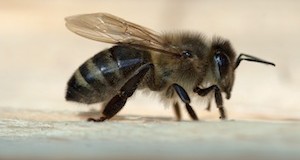 Illinois Department of Agriculture Illegally Destroys Beekeeper’s Research and Bees