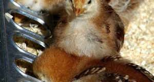 Raising Chicks to be Healthy Hens