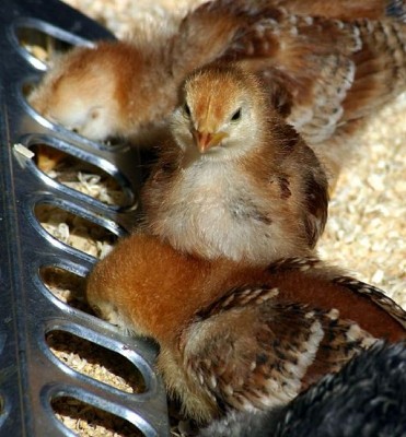 chicks eating