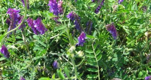 The Many Benefits of Growing Hairy Vetch