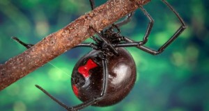 Identifying And Avoiding Venomous Spiders