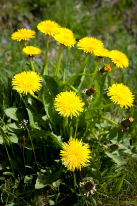 8 Uses for Dandelions