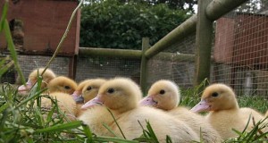 10 Common Illnesses Found In Ducklings