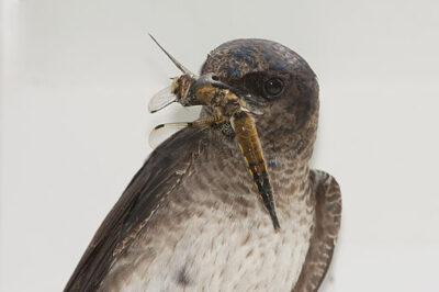 Purple martin